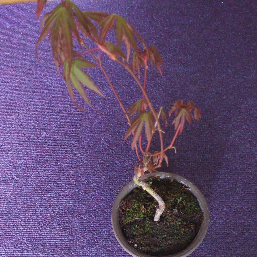 メルカリ 小品盆栽もみじ 植物 観葉植物 2 500 中古や未使用のフリマ メルカリ 小品盆栽もみじ 植物 観葉植物 2 500 中古や未使用のフリマ