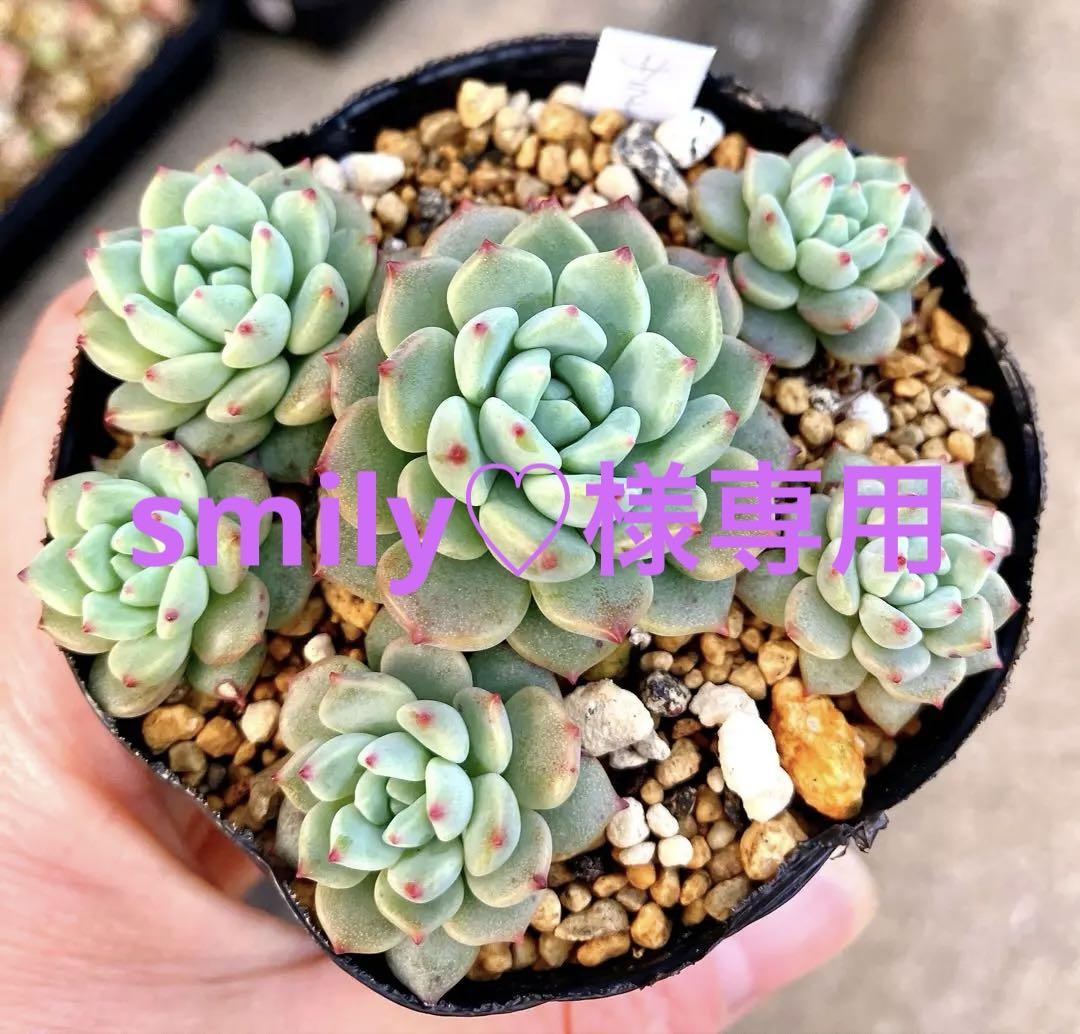 smily♡様専用 多肉植物抜き苗♡沙羅姫蓮華♡7.5cmポット
