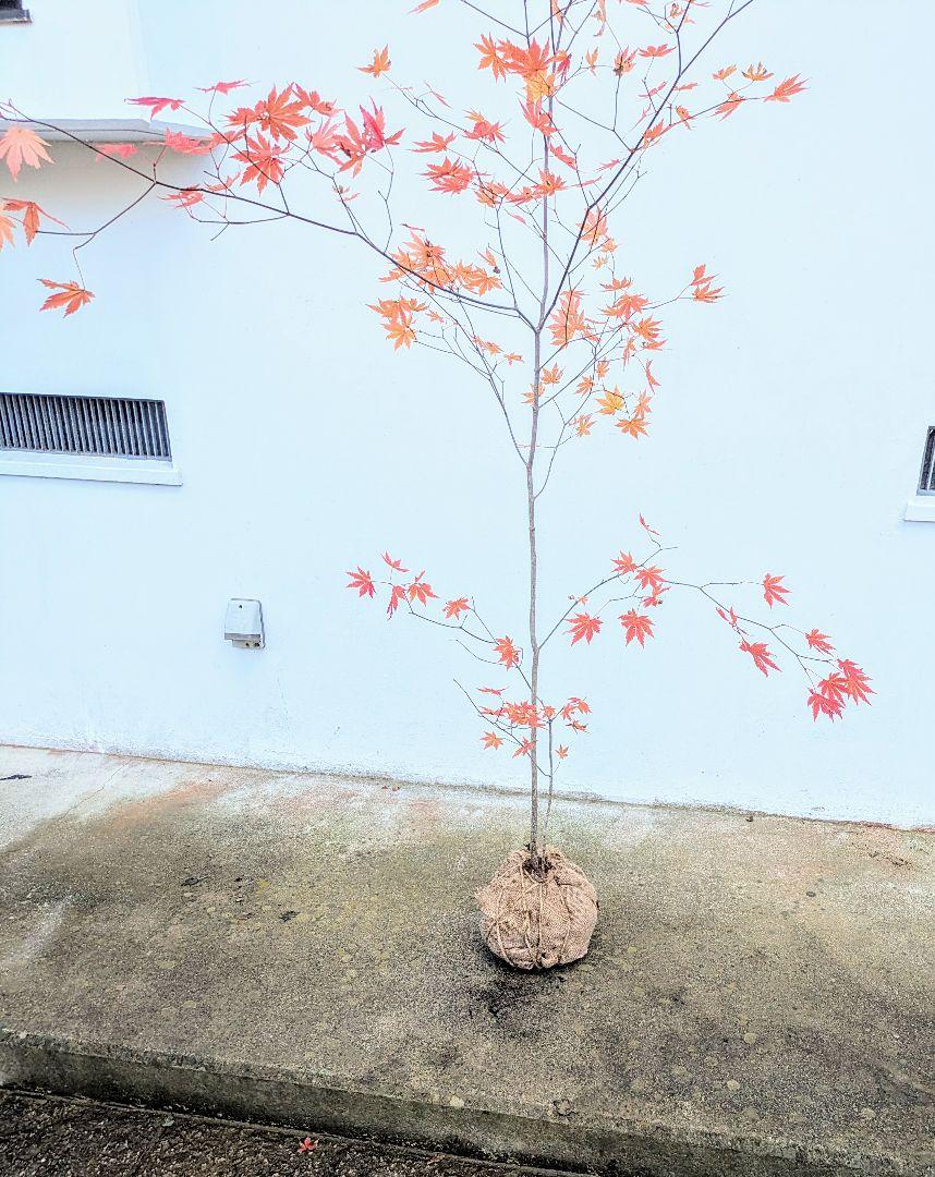 ケロちゃん様専用。。山採りコハウチワカエデ。 苗木・植木