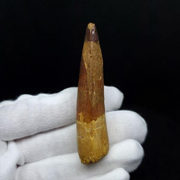 美品 スピノサウルス 本物 モロッコ産 62.78mm ケース付き sp361 を安く買う 美品 スピノサウルス sp361 ケース付き 62.78mm モロッコ産 本物 アンティーク/コレクション