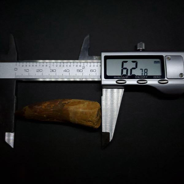 美品 スピノサウルス 本物 モロッコ産 62.78mm ケース付き sp361 を安く買う 美品 スピノサウルス sp361 ケース付き 62.78mm モロッコ産 本物 アンティーク/コレクション