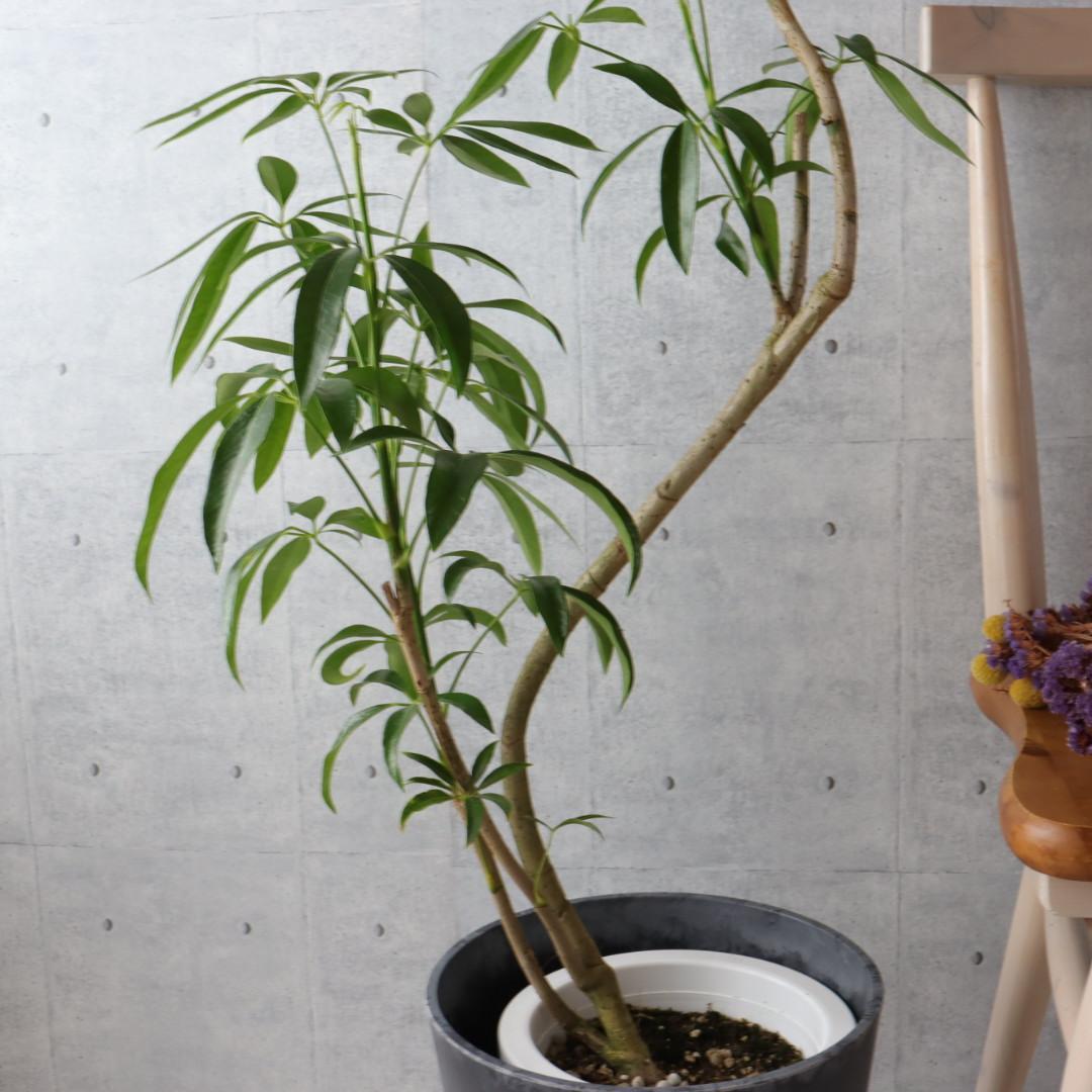 一流の品質 樹形◎117】 シェフレラ 室内 観葉植物 曲がり アンガスティフォリア シェフレラ・ カポック