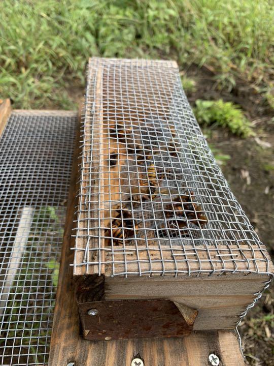 スズメバチ捕獲器　8個組 楽天市場】【ケース販売】危険な蜂を捕獲！【超】ハチ超激取れ