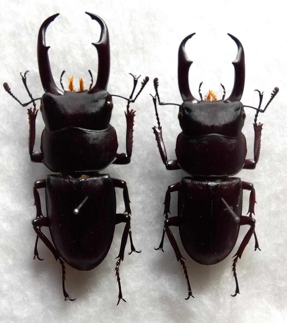 コクワガタ４亜種１０♂セット（一部規制前野外採集品）