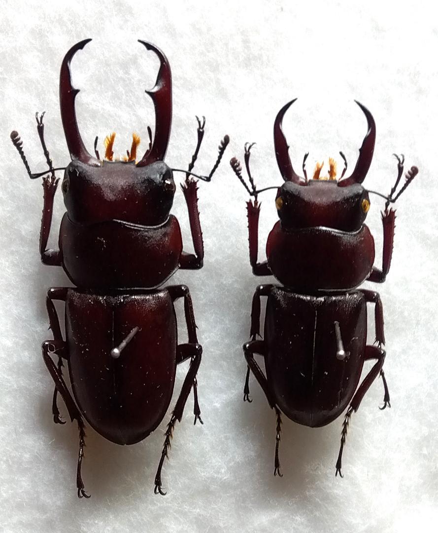 コクワガタ４亜種１０♂セット（一部規制前野外採集品）