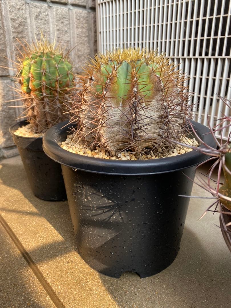 サボテン　王冠竜