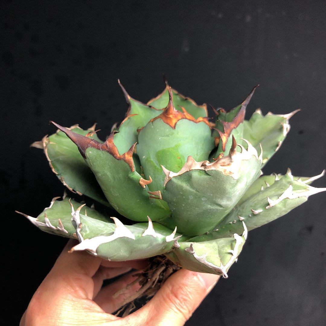 正規販売店】 laputa様専用アガベ チタノタ 姫厳龍 極上株‼️17cm 植物/観葉植物 - matrelax.kz 正規販売店】 laputa様専用アガベ チタノタ 姫厳龍 極上株‼️17cm 植物/観葉植物 - matrelax.kz