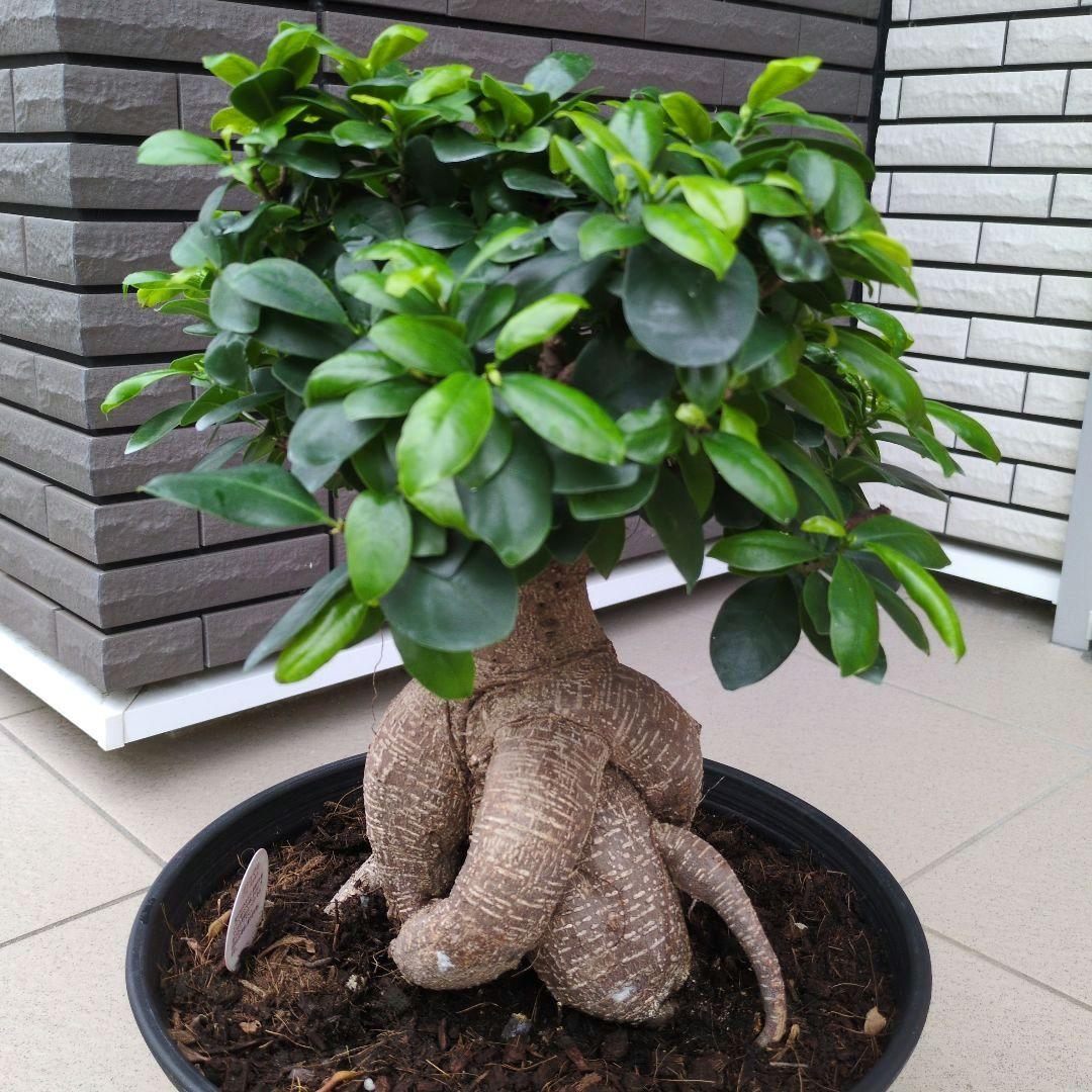 楽天市場】ガジュマル 8号鉢 観葉植物 多幸の木 幸福をもたらす