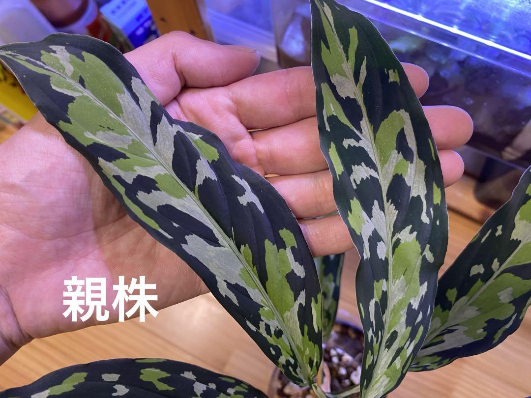 アグラオネマ/Aglaonema pictum Tricolor Eureka
