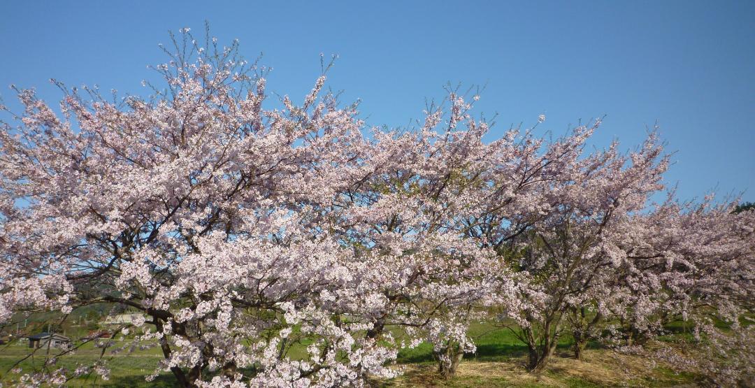 安心の日本みつばち　芳醇糖度81％非加熱　春はちみつ1,100ｇ