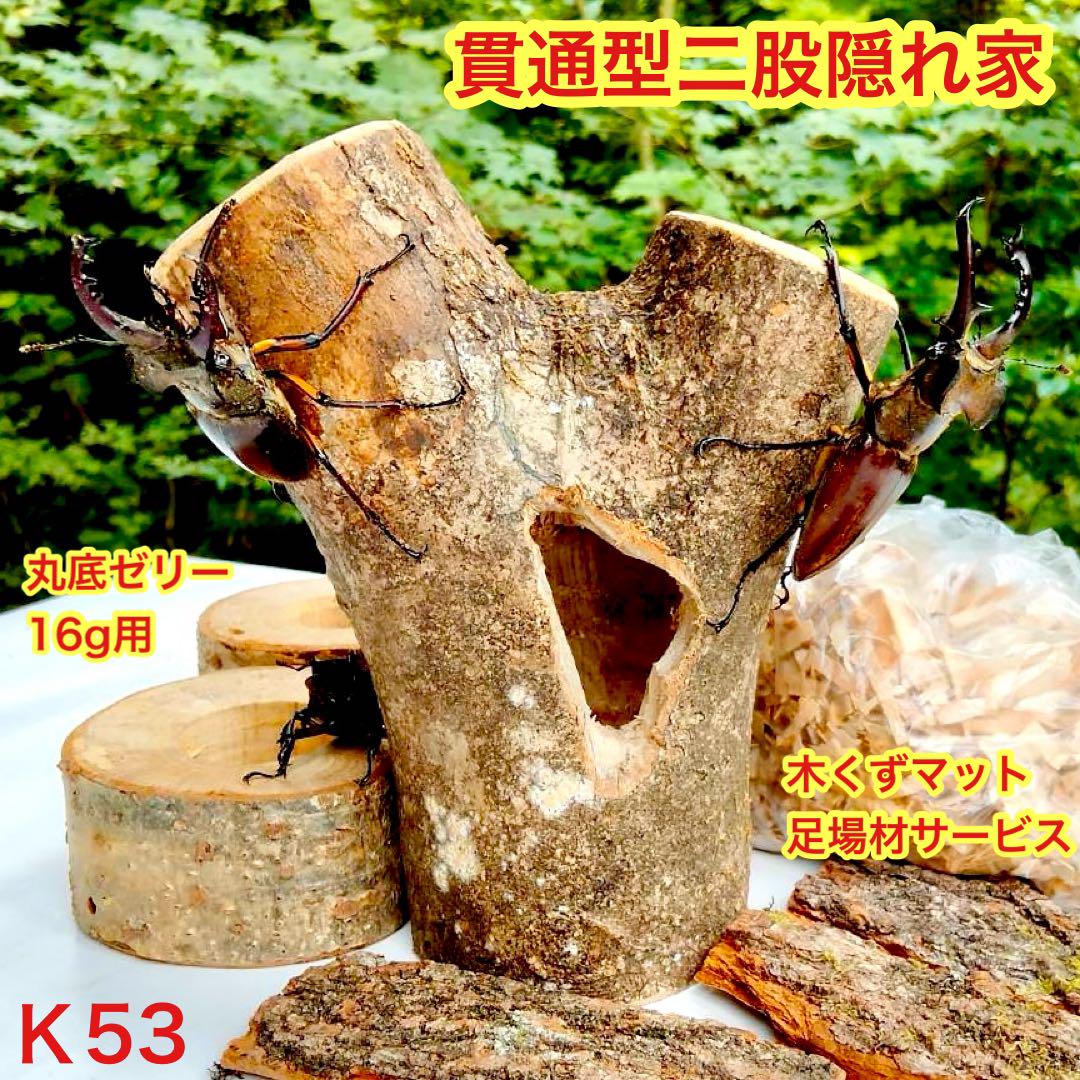 特大　希少三股　隠れ家　クワリウム　樹洞加工　クワガタ　登り木　止まり木　エサ皿 クワガタ 樹洞加工 隠れ家 クワリウム 止まり木 のぼり木 エサ皿