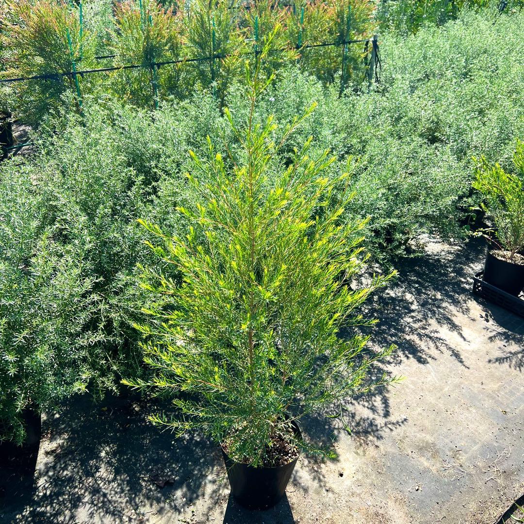 【高さ160㎝前後‼️】メラレウカ　メディカルティーツリー ティーツリー　苗