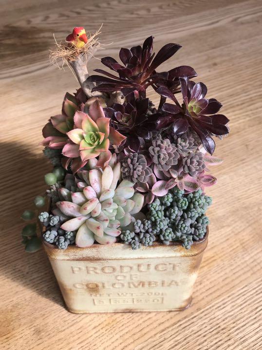 多肉植物 寄せ植え そのまま飾れる 多肉植物 寄せ植え そのまま飾れる