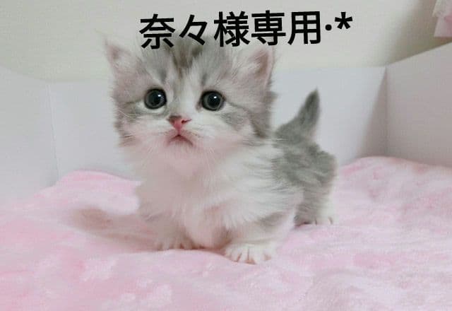 綿あめパンダ　サニタリーケース　ポーチ　マスクケース　ハンドメイド