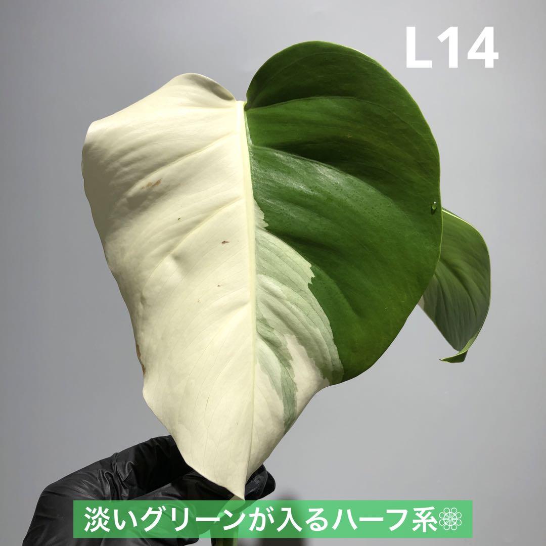 超希少 美斑入り モンステラ ボルシギアナ ハーフムーン 葉付き茎5本おまとめ 斑入りモンステラ ボルシギアナ ホワイトタイガー ハーフムーン