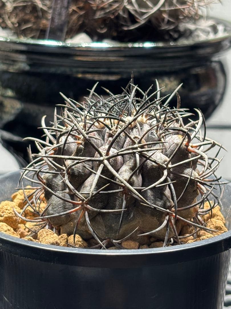 古い接ぎおろし株やや傷や汚れあり