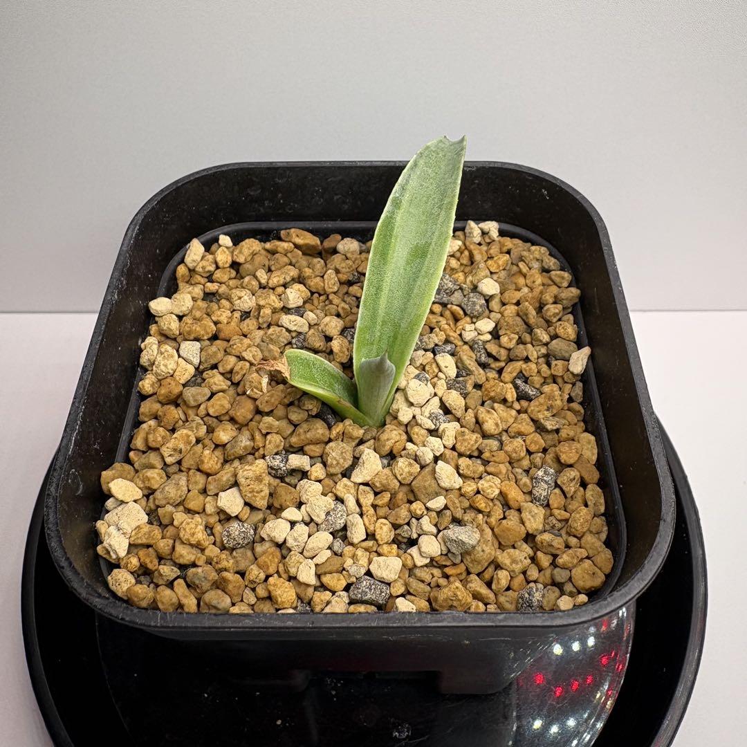 Agave