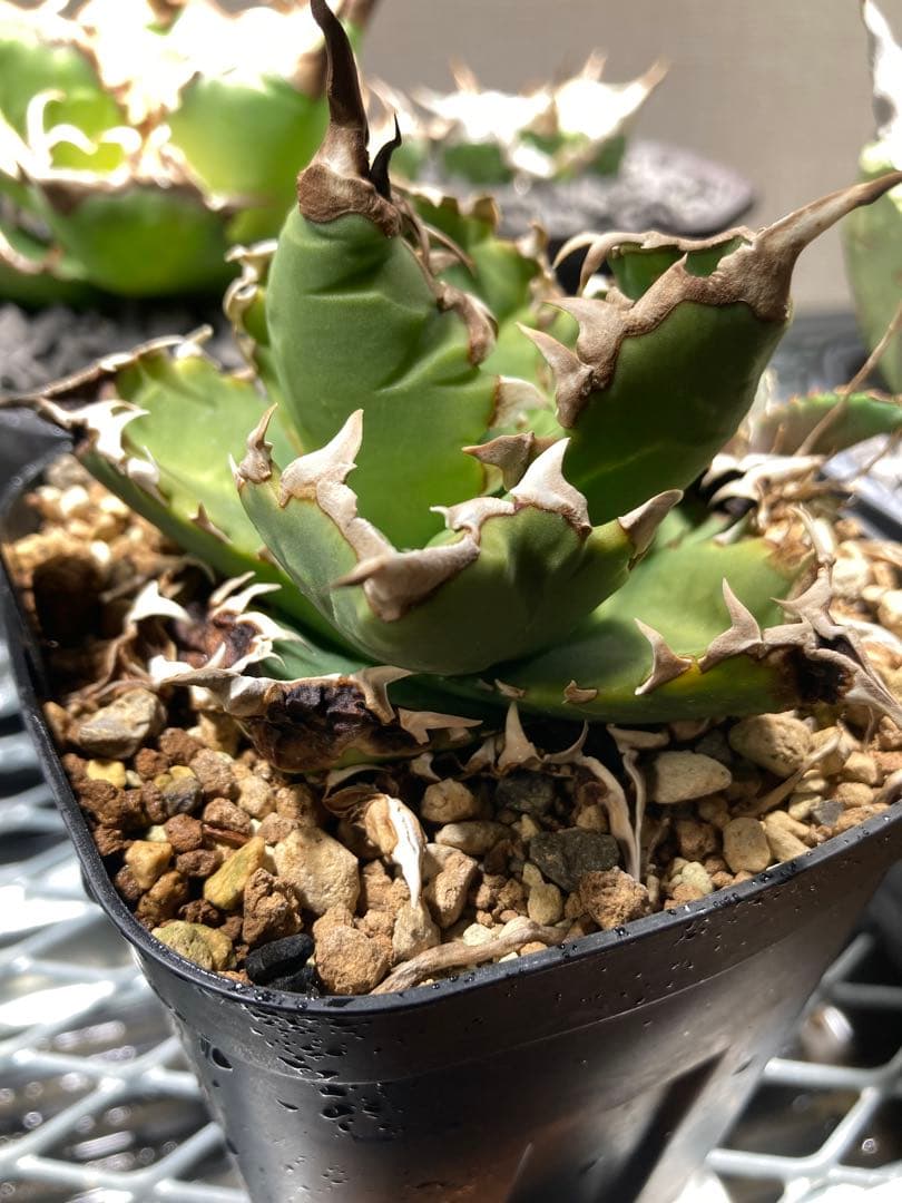 子株3つ付 アガベ チタノタ 狂刺318目立った傷や汚れなし YUZUMIYA_COM