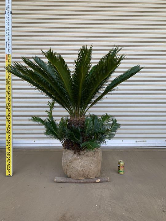 蘇鉄（ソテツ）｜Cycas revoluta | DESERT INC.