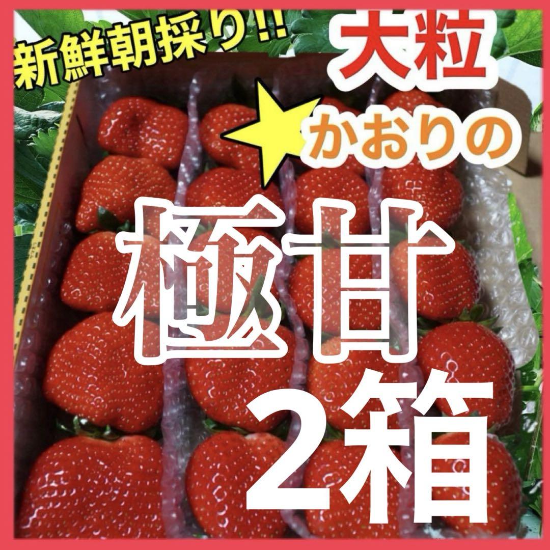 大粒‼️新鮮朝採りかんちゃん農園の甘いいちご