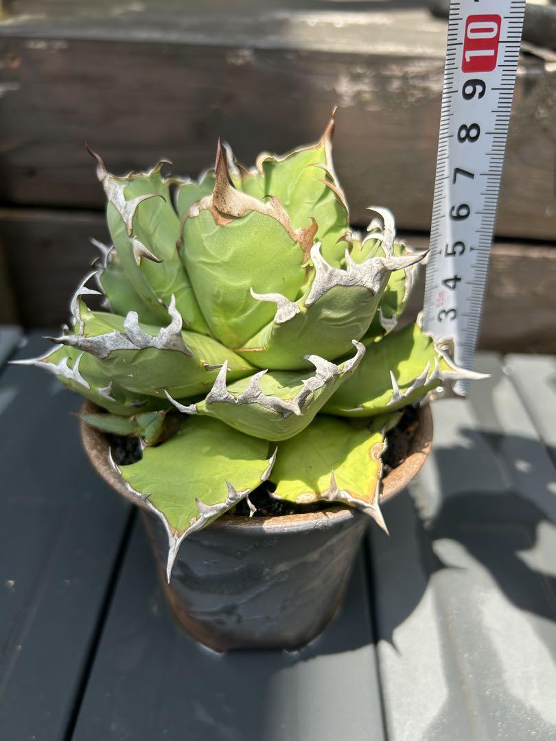 アガベ　姫厳竜？　子株付き　陶器鉢