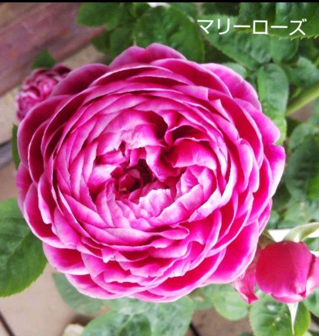バラ苗 マリーローズ 挿し木苗 5号鉢 入手困難 薔薇 苗