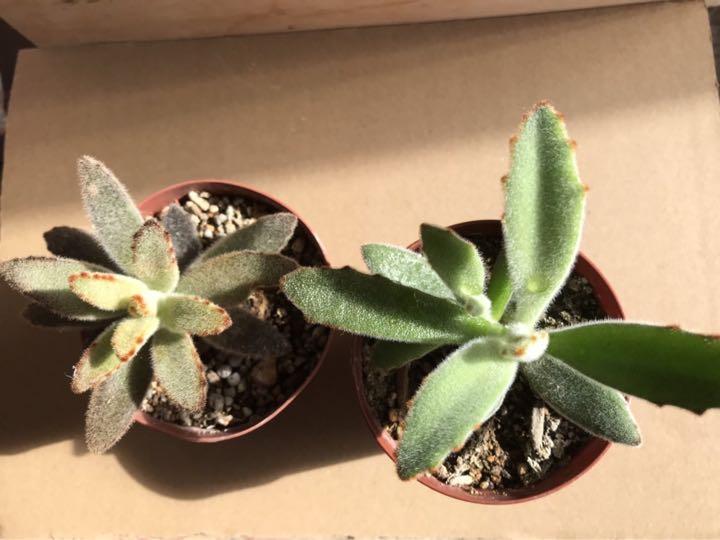 多肉植物 月兎耳2種セット 抜き苗 Fodexpo Com Co