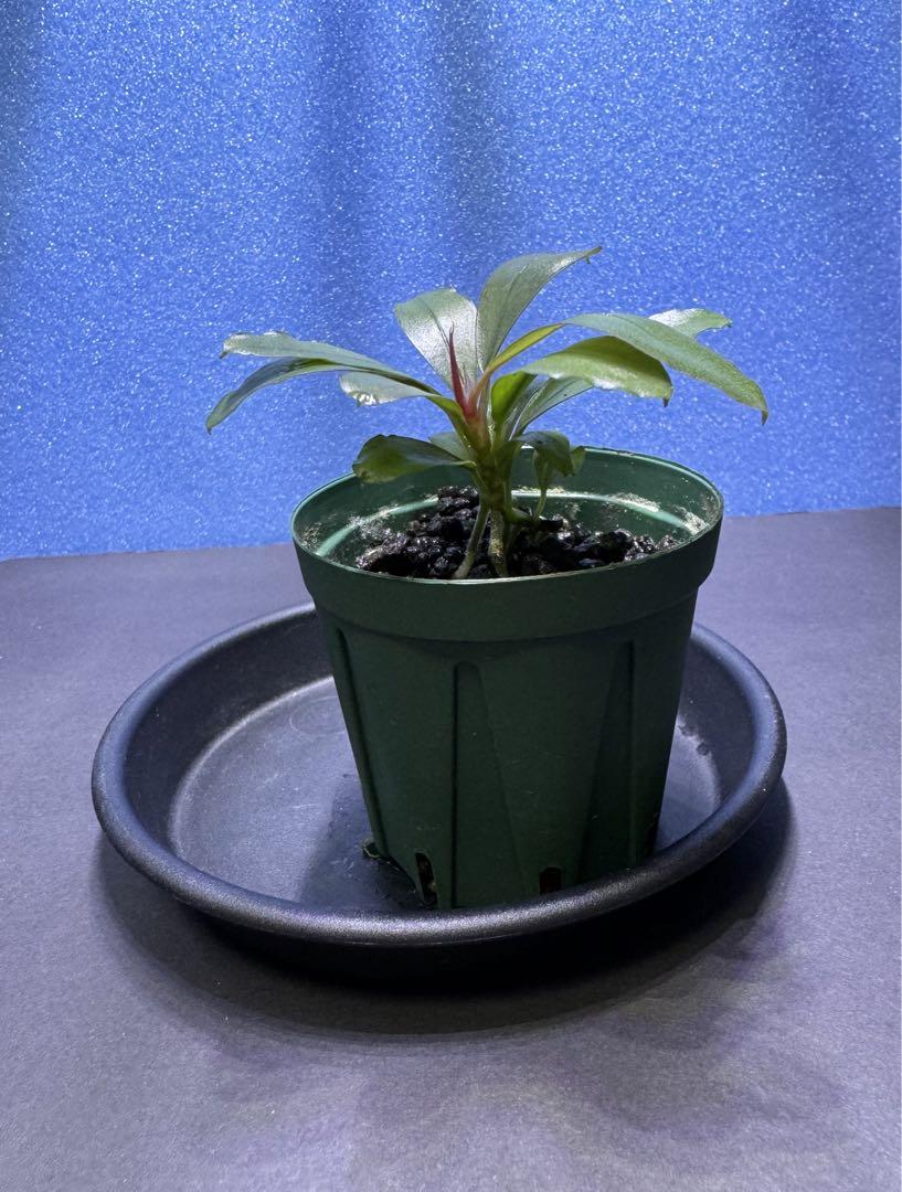 水草 Bucephalandra sp. Serawai2 TB