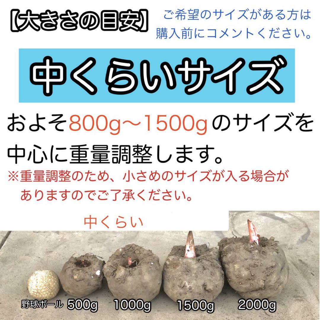 【群馬県産】こんにゃく芋　箱込み10kg以内　手作りこんにゃく【中サイズ】