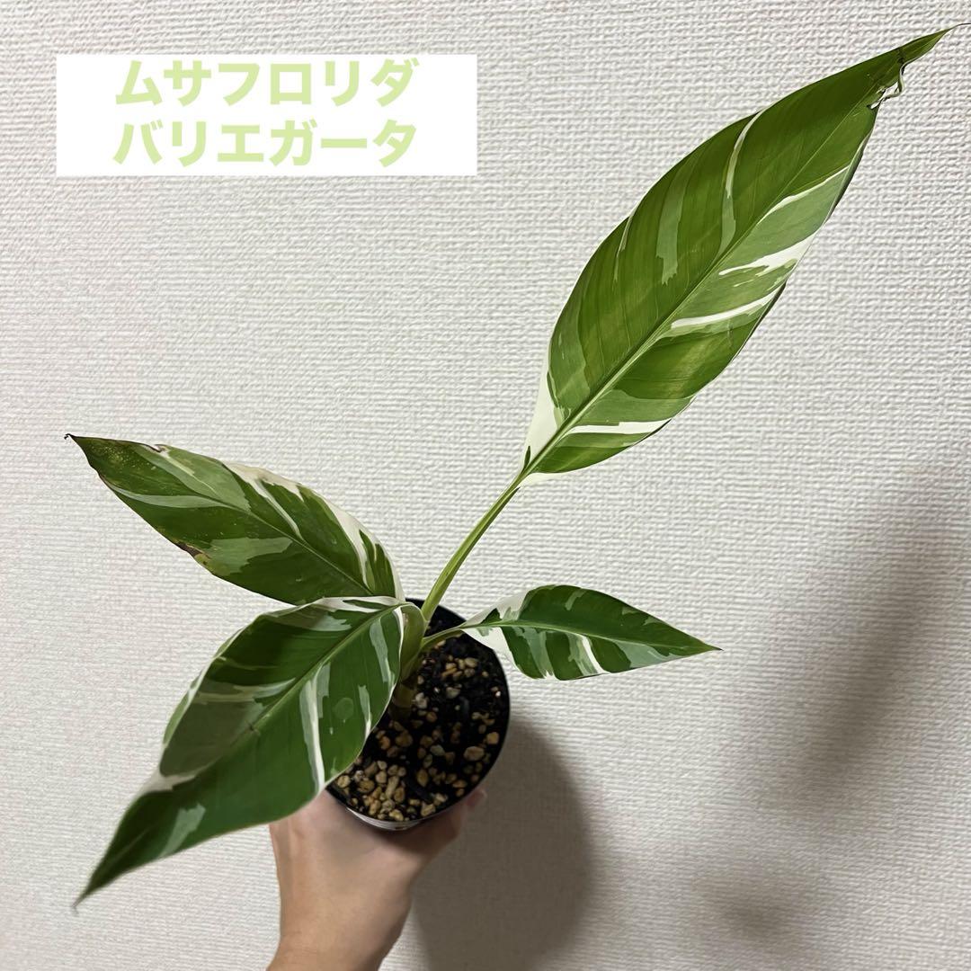 超絶希少❗️ムサフロリダバリエガータ✨️