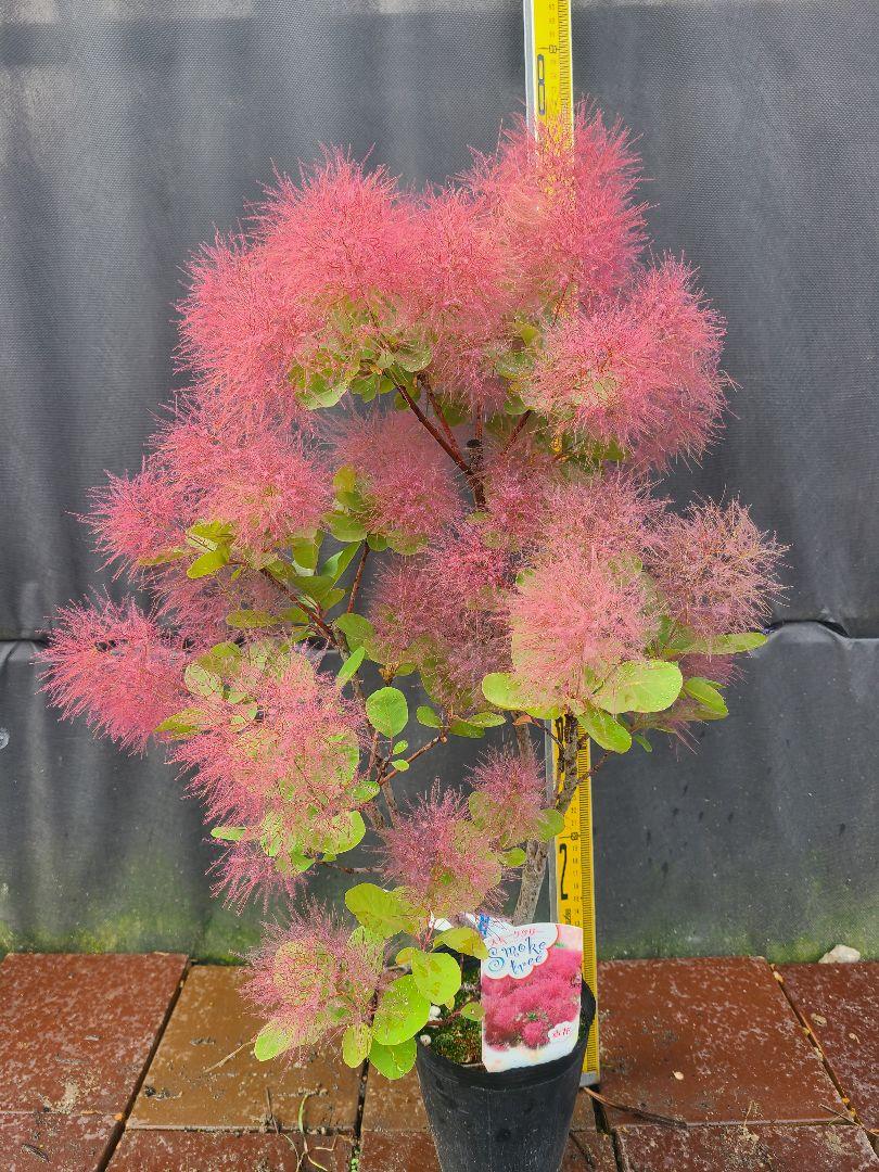 SY1スモークツリー白花接木高さ70cm6号鉢物大苗ヤングレディR 楽天市場】【現品発送】最も花付きのよい品種 スモークツリー