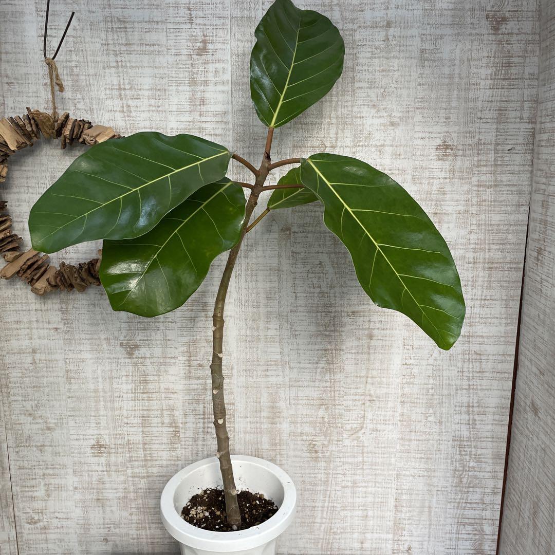 大特価！フィカス　アフリカンプリンス　苗　苗木　観葉植物　7号鉢フィカス