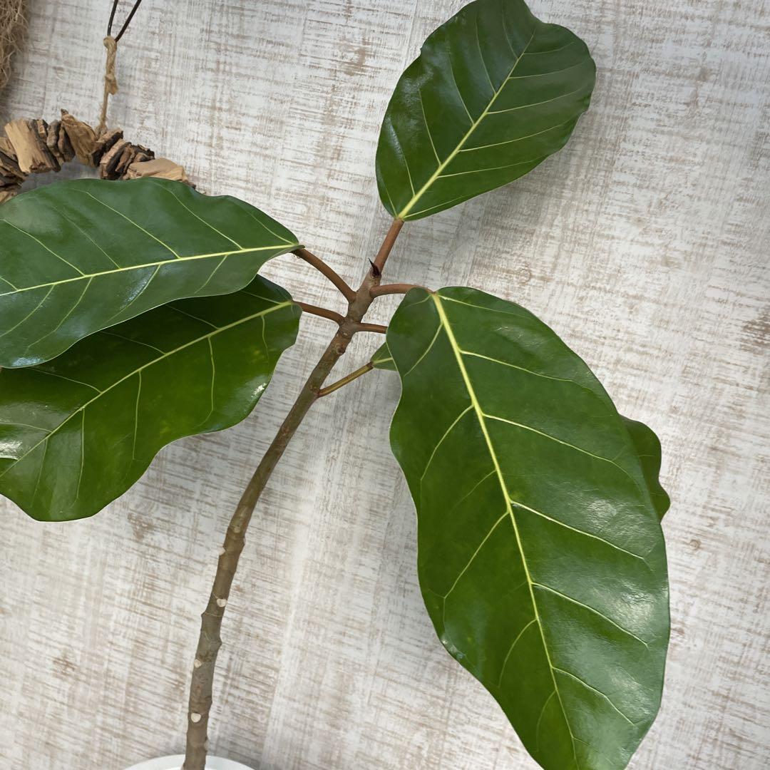 大特価！フィカス　アフリカンプリンス　苗　苗木　観葉植物　7号鉢