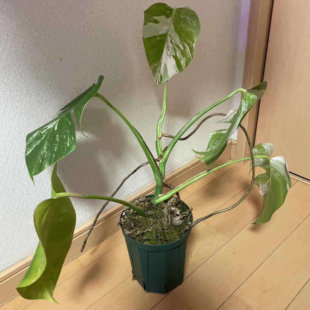 斑入りモンステラ鉢付き - メルカリ