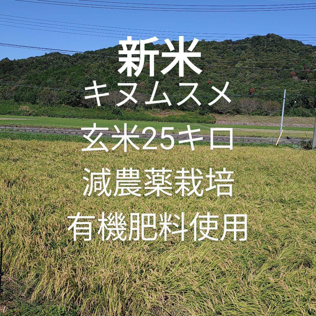 現品のみ【新米】山口県産キヌムスメ玄米25キロ
