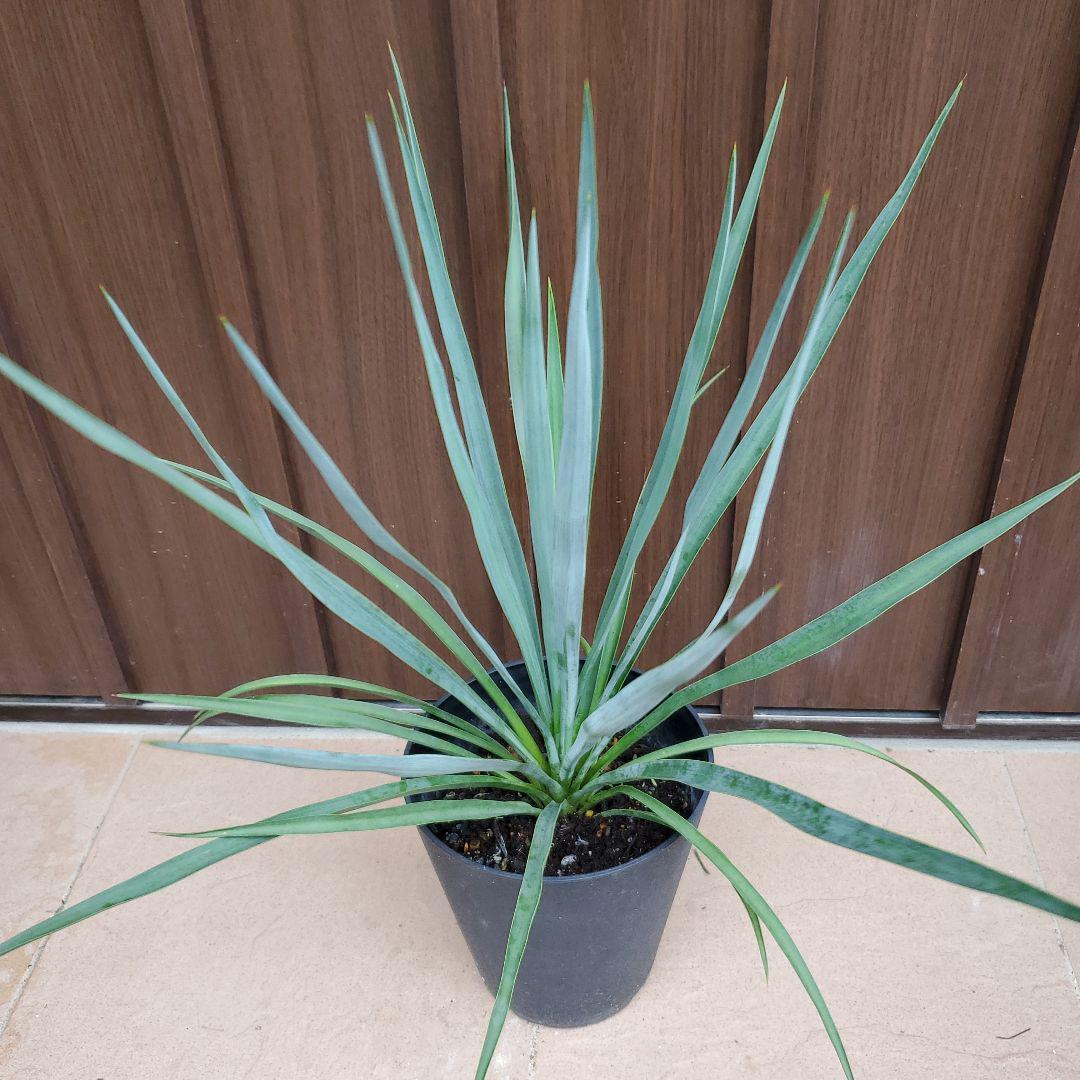 新葉 発根 太 レア 希少 ユッカ Yucca Torreyi ユッカ トレリー 希少種 ...
