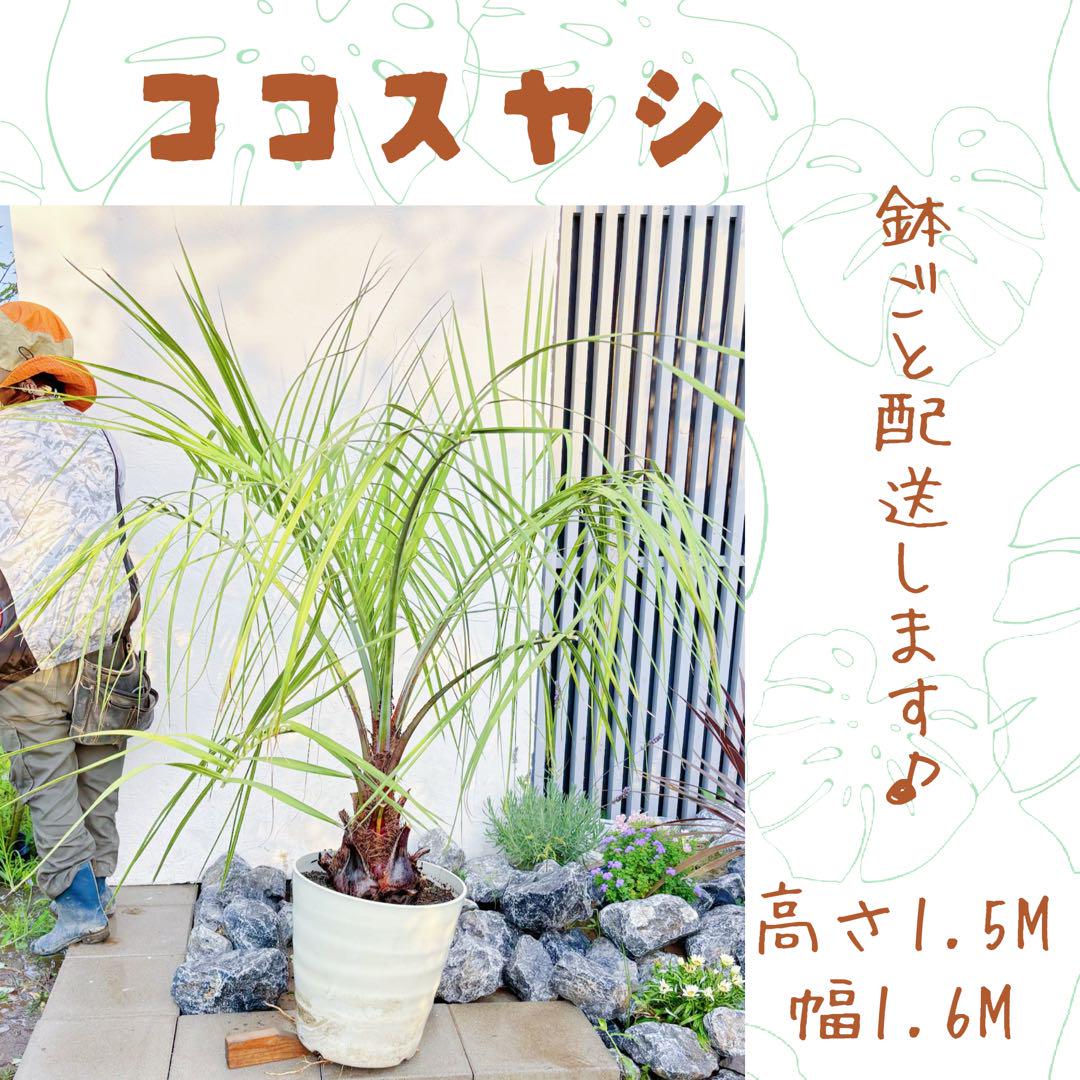ココスヤシ 1.5M 鉢底から