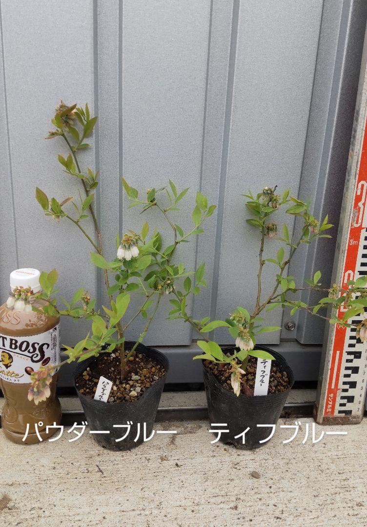 ブルーベリー苗 42本セット(6品種×7本) 苗木・植木