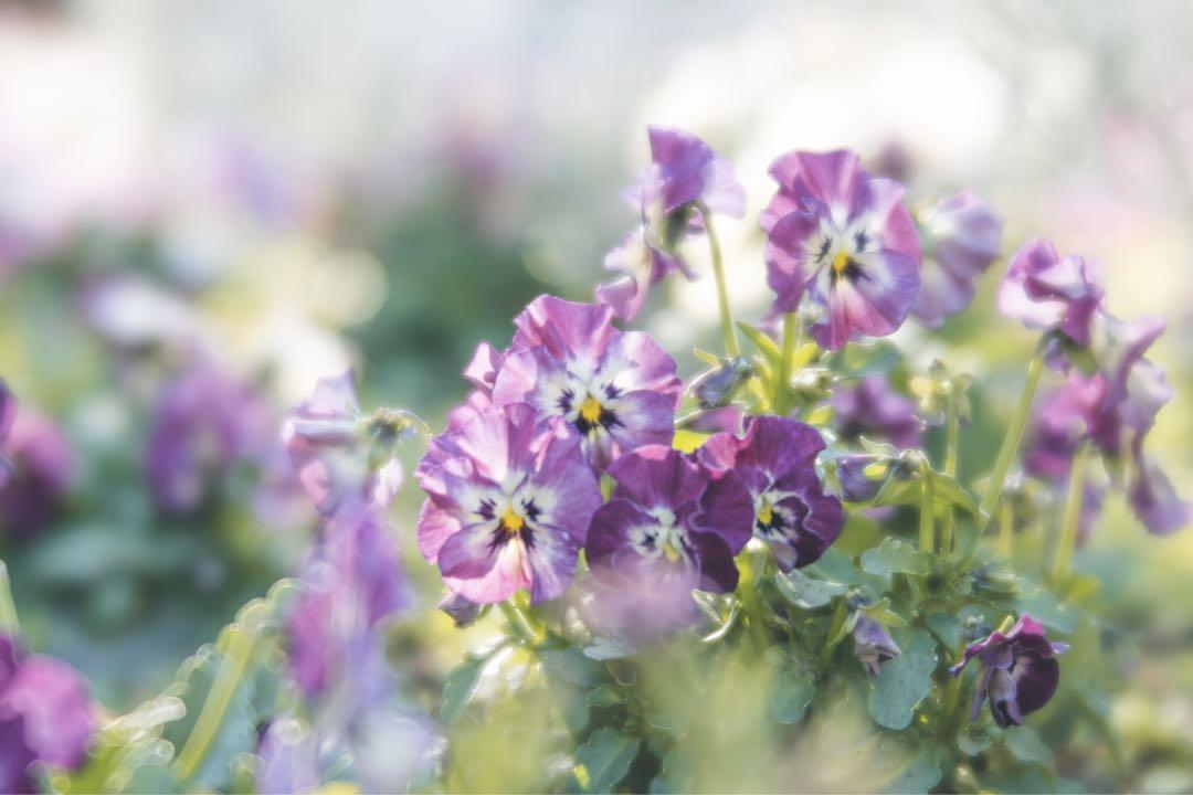 ☀ Lensbaby