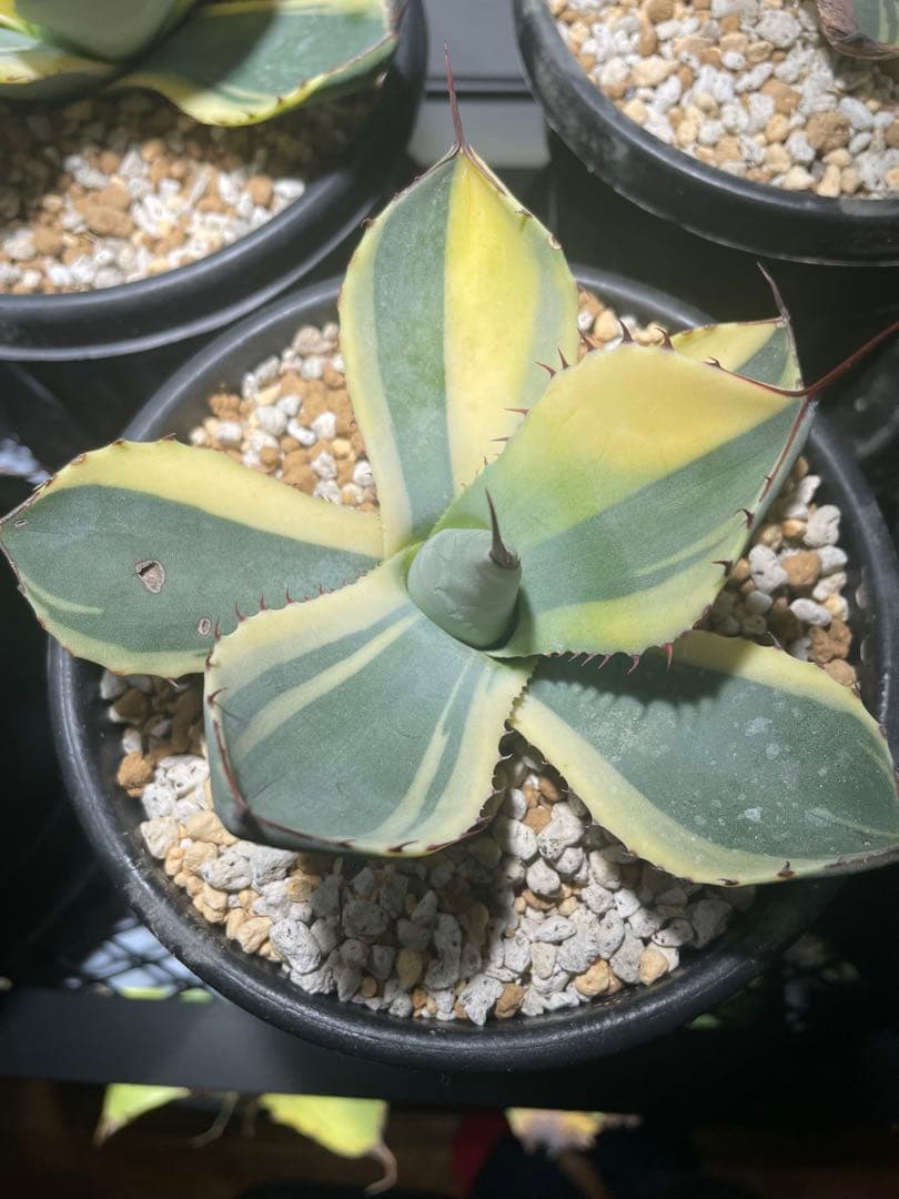 パリー トランカータ オリザバ ハーフムーン パリー トランカータ オリザバ ハーフムーン