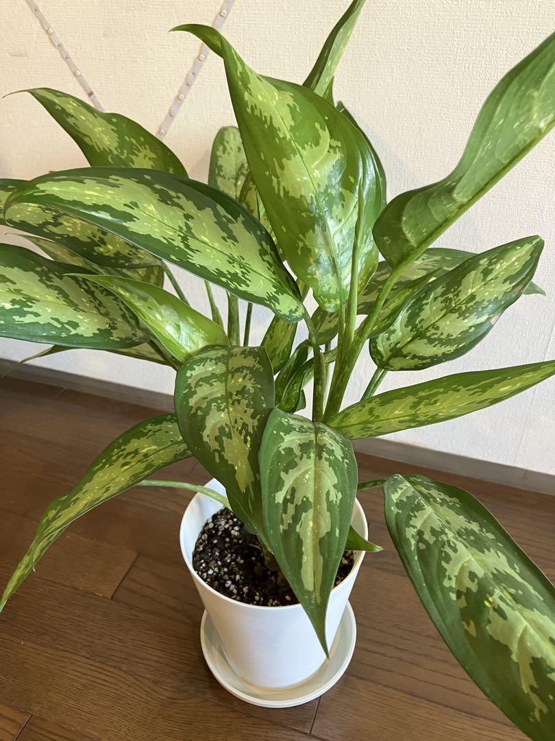 観葉植物 アグラオネマ 70cm