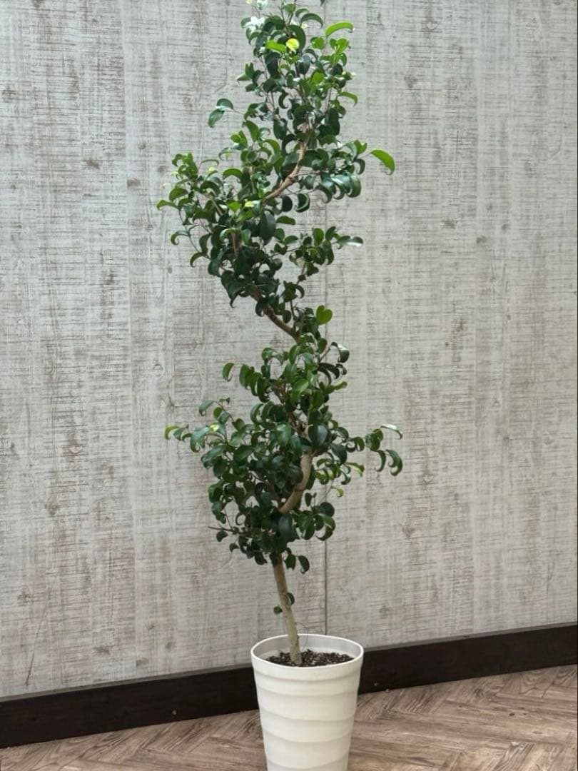 ☆ ベンジャミンバロック♪ 162cm 曲がり仕立て♪