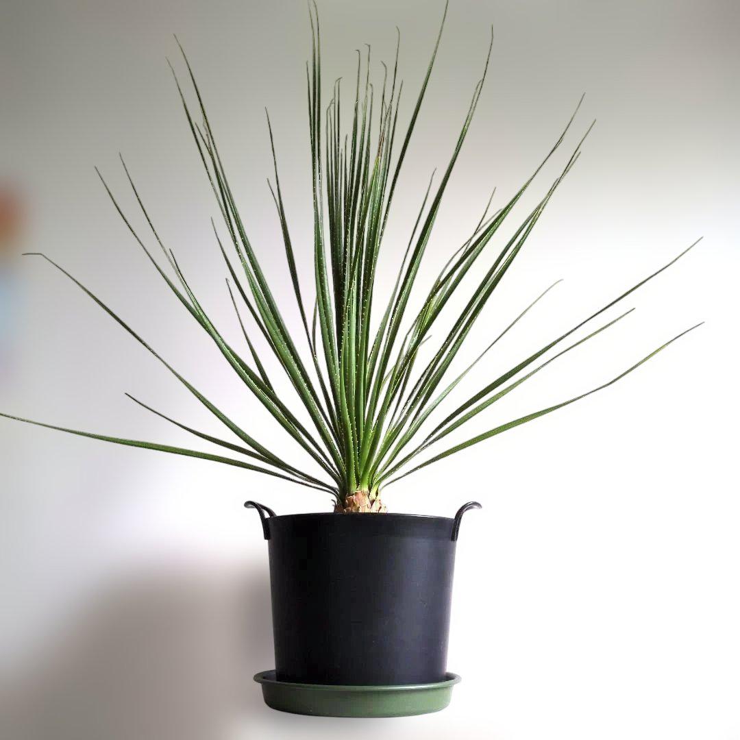 ダシリリオン 観葉植物