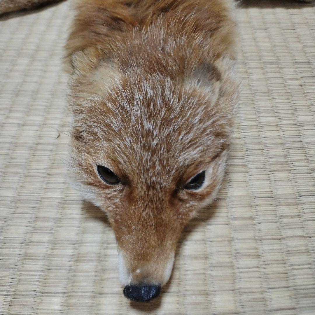 キツネの襟巻き | 魔界ノ風鷹