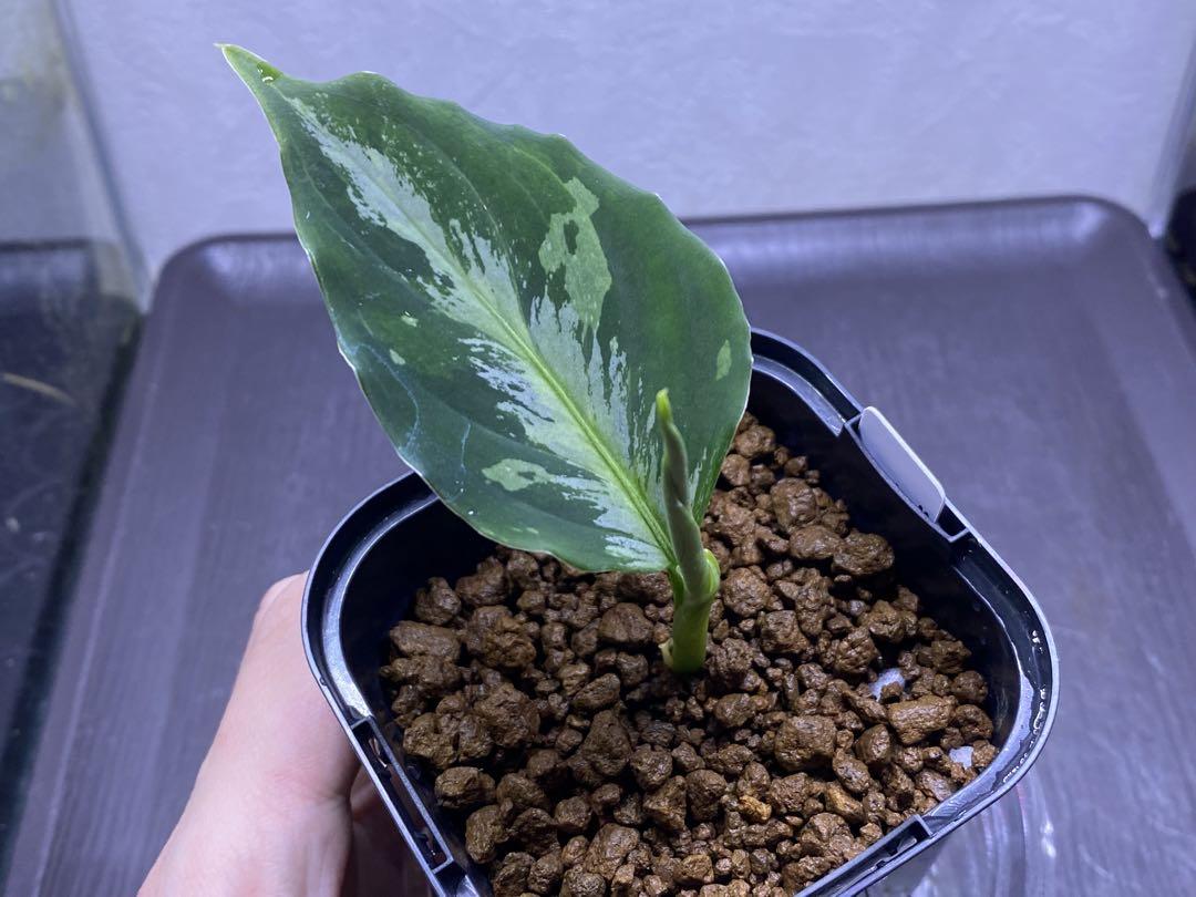 Aglaonema pictum\"Laplace\"箱個体 【AZ0213-5c】
