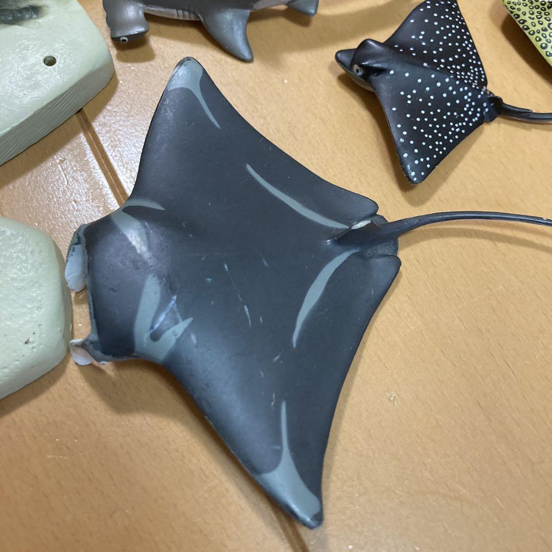 カロラータ立体図鑑 シャークボックスと珊瑚礁に棲む魚の仲間