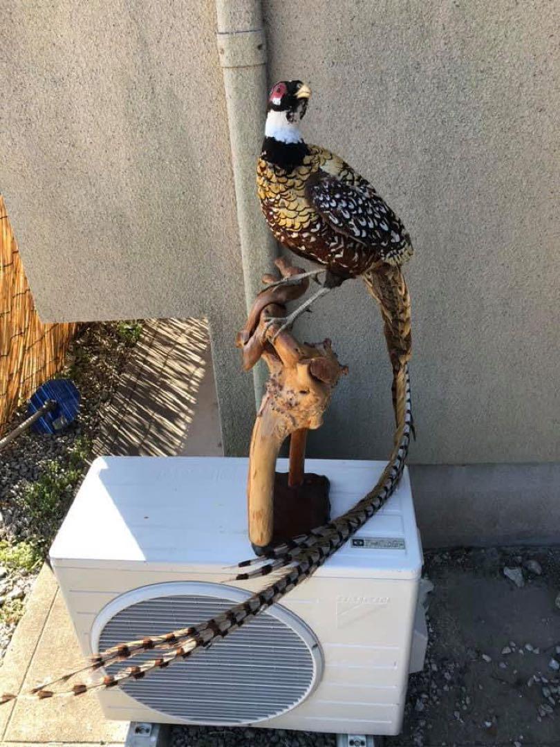 オナガキジの剥製