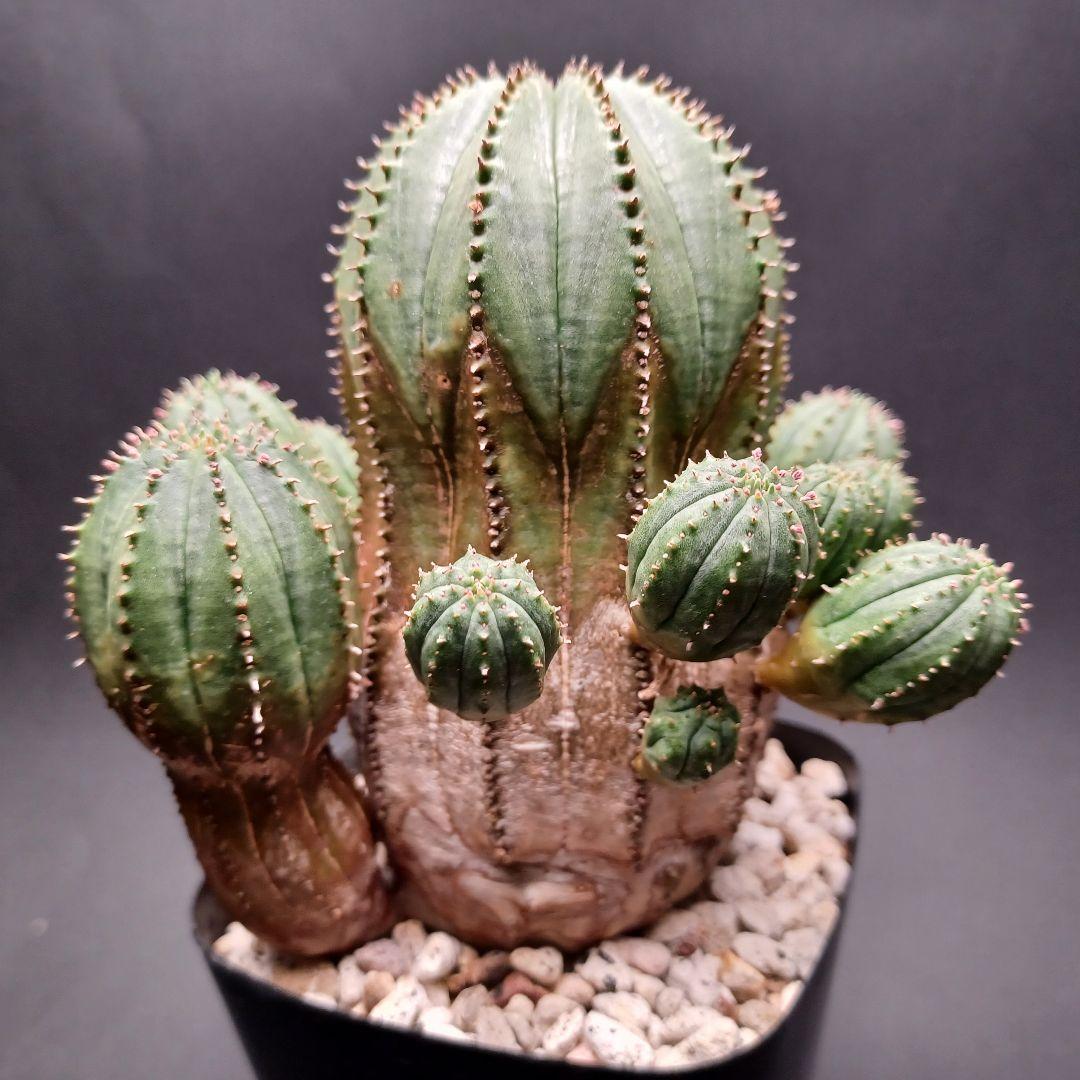 ユーフォルビア　オベサ梵天/珍奇植物/多肉植物