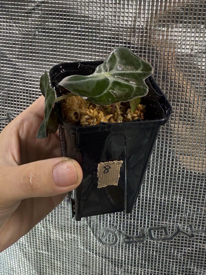 アロカシア ヴェノム Alocasia 'Venom' 管理番号s8 - メルカリ