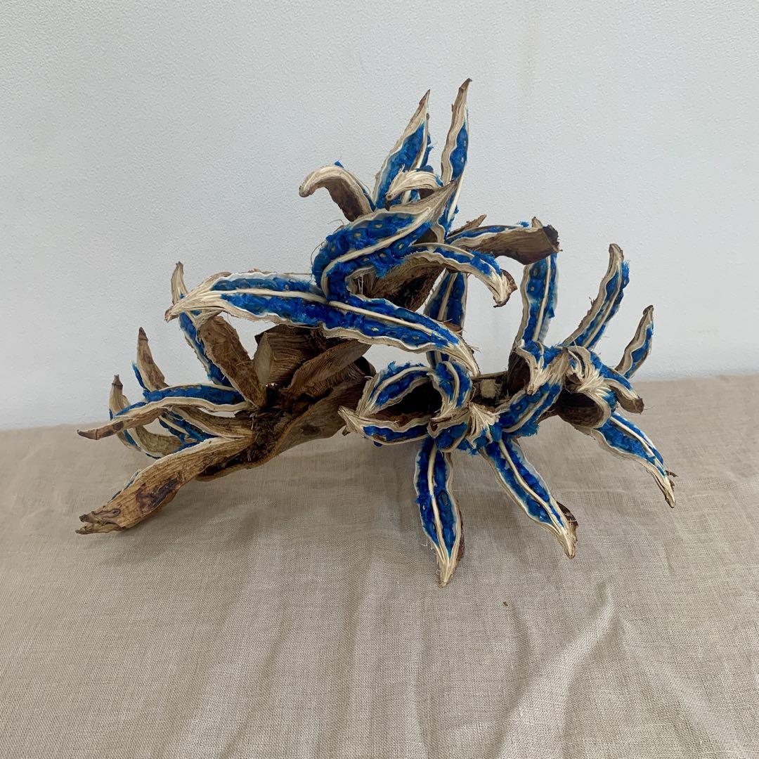 旅人の木A級品　３節
